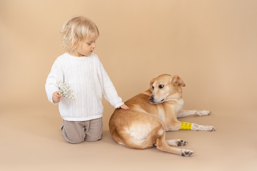 Un enfant touche un chien qui se retourne, mal à l'aise